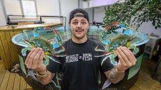 Buying BIG CRABS for My SHARK POND!!