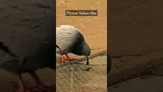 HOW PIGEON DRINK