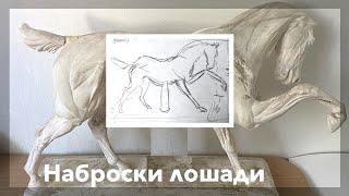 Наброски лошади карандашом. Видеоурок для школьников