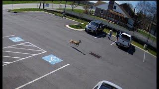 Deer Runs Right Through Landis Technologies Parking Lot in Ephrata