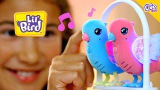 Little Live Pets | Lil Bird | TVC 15