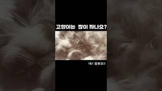 초보집사의 궁금증 ㅣ 고양이는 많이 자나요?!