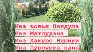 ИВЫ в саду  Кардинальная стрижка ивы козьей Пендула  Уход, обрезка, подкормка 