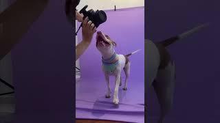 Ensaio fotografico da pitbull   #pitbull #animals