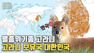 멸종위기종 고라니 보유국! 한국은 어쩌다 고라니 보유국이 되었나?