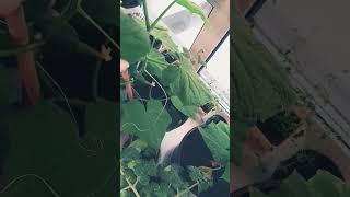 Огурцы на подоконнике. Сравнение разных гибридов и сортов #огородкруглыйгод #огороднаподоконнике