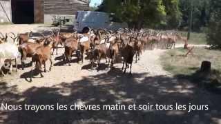 Fabrication fromages de chèvre fermiers Fromagerie stjaume