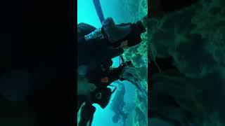 Cute Green Dragon Pipe Fish--Paliton Beach Dive, Siquijor Island