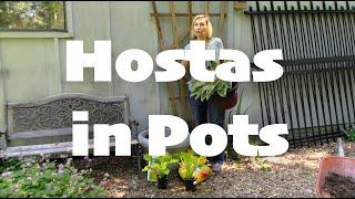 Hostas in Pots