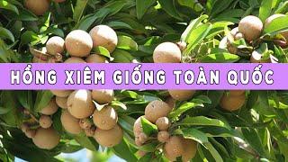 Hồng Xiêm Giống Giao Toàn Quốc | CÂY CẢNH CHỢ HÀNG | Hải Phòng | Đoạn Đằng Phong