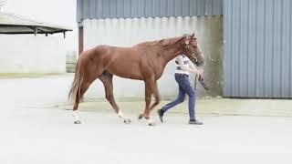 Horsesales.ie - BURATINO COLT