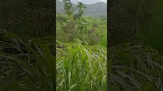 Sahyadri mountain ranges near to my house