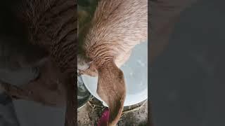 #물한모금 #물은생명 #꼬꼬닭 #숲경영체험림 #싱싱포레 #싱싱하우스 #새봄준비