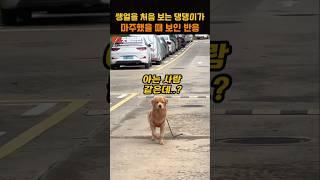 쌩얼을 처음 보는 댕댕이가 마주했을 때 보인 반응