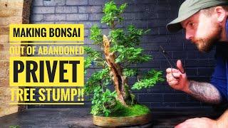 HOW TO TURN A TREE STUMP INTO BONSAI!