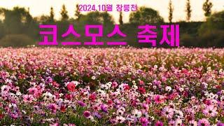 2024.창릉천 코스모스 축제