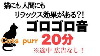 【ネコ用】猫のゴロゴロ音 20分 ※途中広告なし 【Cats purr】