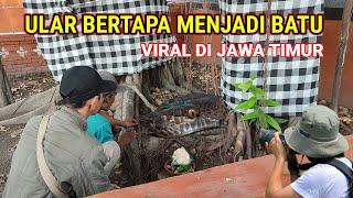 Viral Di Jawa Timur! Ular Bertapa Menjadi Batu Masih Hidup