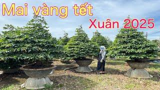 Mai vàng Tết Xuân 2025 | mai vàng miền nam | ngày 10/12/2024