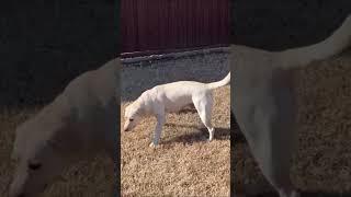 8-week-old Labrador Puppy Meets Her New Family and Gives Mr. HDL a Hug #cutepuppy #labrador