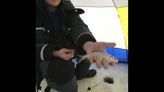 ПЛОТВА НА ПОПЛАВОК!!!! Первая РЫБАЛКА в 2022 ГОДУ!  #Shorts