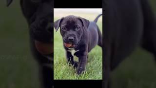 #dog #pitbullattitude #pitbull #whitepitbull #americanbully #puppy #lifestyle #short #video #viral