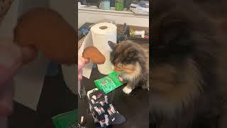How to Make Cats Misunderstand Each Other: A Hilarious Guide #cat #catlover #funny #cats