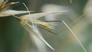 These Seeds Can Walk! | The Green Planet | BBC Earth