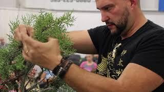 Bonsai demo by Mauro Stemberger