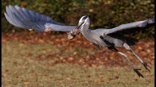 A tale of two herons