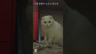 집사의 양말을 자꾸 가져가는 고양이