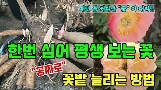 한번심어 평생 피는 꽃 작약 공짜로 쉽게 늘리는 방법 #작약키우기