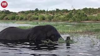 Olifant bestorm Afrikaanse toeriste – in ’n rivier!