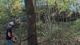 Hand Cutting Massive Black "Gold" Walnut Trees Part 1