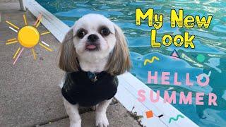 Summer Look of Chase the Shih Tzu