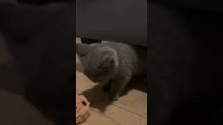 Cat Fussel and his toy. Funny Video. #funny #shorts