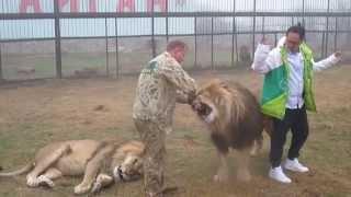 Цезарь и Рома встречают китайцев! Chinese among lions in Crimea!