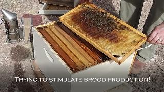 How to Strengthen a Weak Hive Part 4:  Stimulating Brood Production