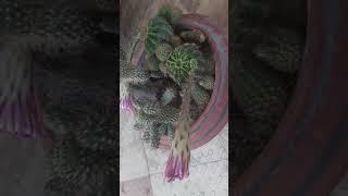 Cactax plant beautiful flowering#varinderjitvlog#andgardening#channel#