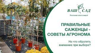 Правильные саженцы – советы агронома. На что обратить внимание при выборе?