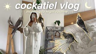 COCKATIEL VLOG  morning to night routine, cage cleaning & more