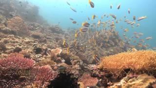 Dauin Negros.mov