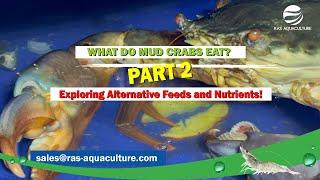 WHAT DO MUD CRABS EAT? Exploring Alternative Feeds and Nutrients! | Part 2