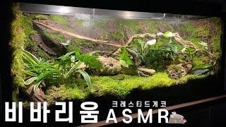 크레스티드게코를 위한 비바리움 제작 Creating a vivarium for crested geckos #비바리움 #힐링 #도마뱀 #힐링 #자연 #asmr