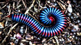 5 Most Beautiful Millipedes In The World