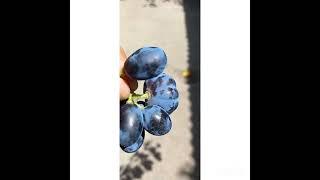 Üzüm-Grapes-Виноград