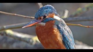 Kingfisher close up, resting on a branch and watching the surroundings. 4K