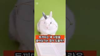 토끼띠는 왜 사람을 끌어당기는 힘이 있을까? #토끼띠 #토끼띠운세 #운세 #사주 #명리학
