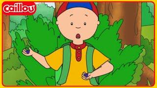 Bleuets | Caillou en Français