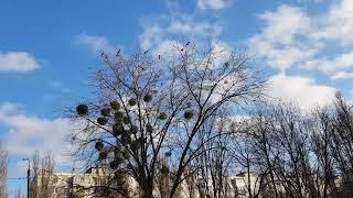 ВОРОНИ СІРІ. БОРЩАГІВКА. КИЇВ. УКРАЇНА 13-2-22 - THE GRAY CROWS. BORSCHAGIVKA. KYIV. UKRAINE